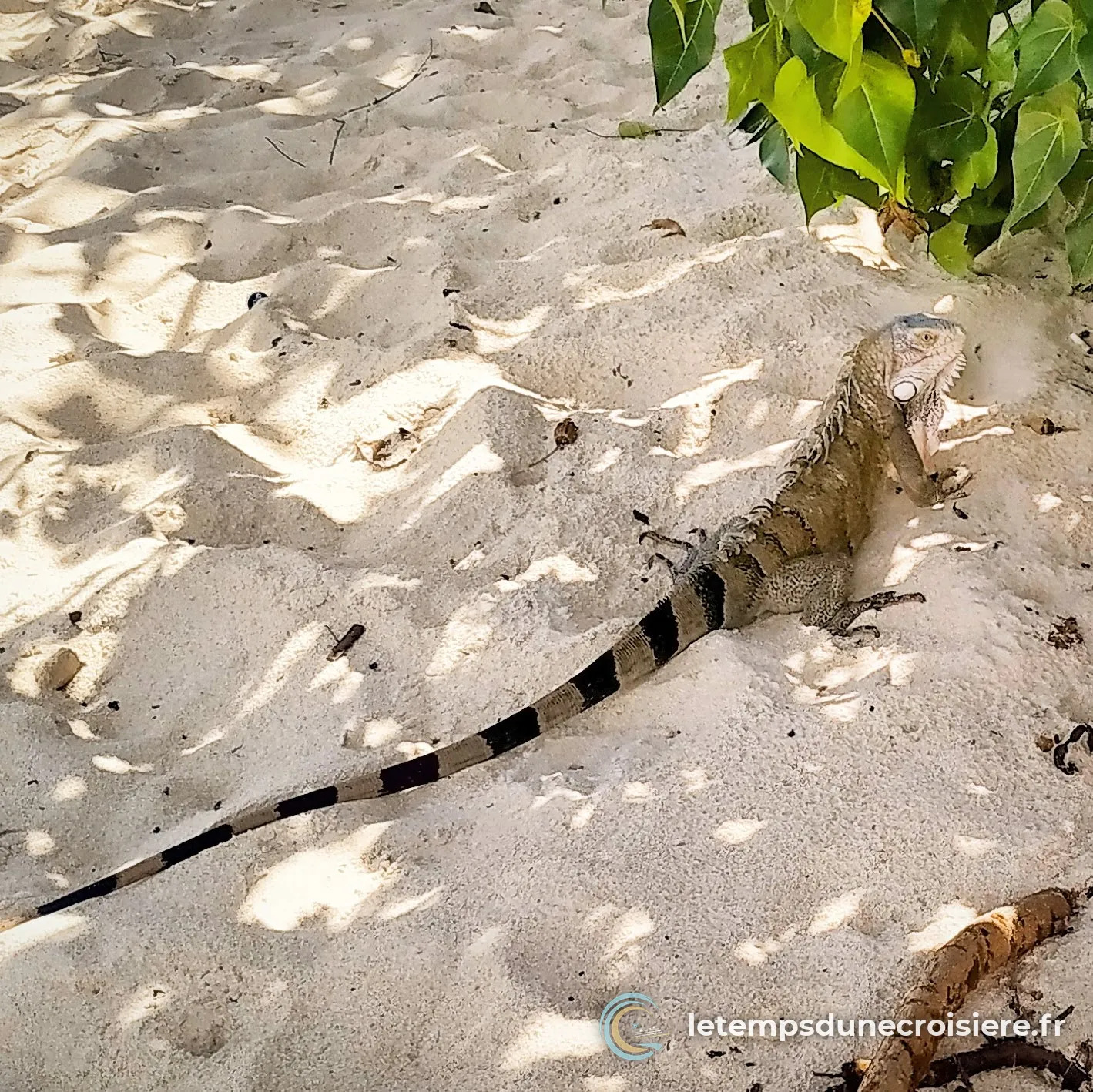 Un iguane sur le sable de Mullet Bay