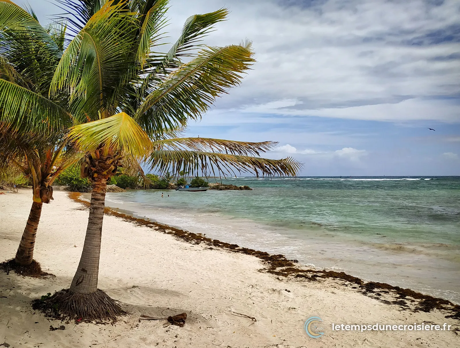 Cocotiers penchés sur une plage de sable blanc à Saint-François