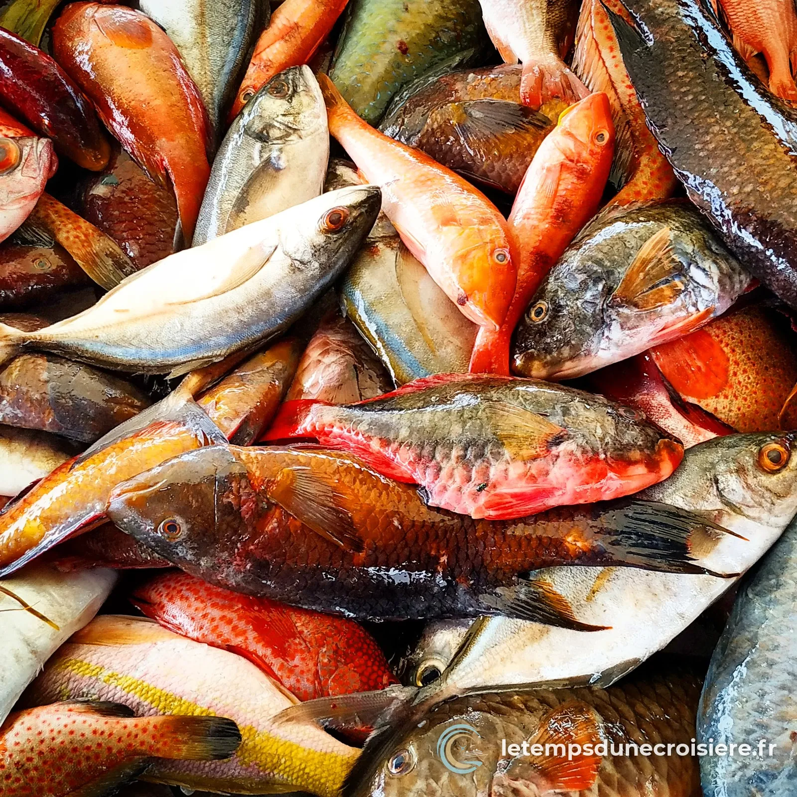 Étal de poissons multicolores au marché de Pointe-à-Pitre